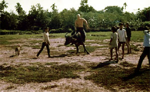 Evan Pinther riding a Water Buffalo-1