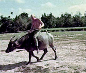 Evan Pinther riding a Water Buffalo-2